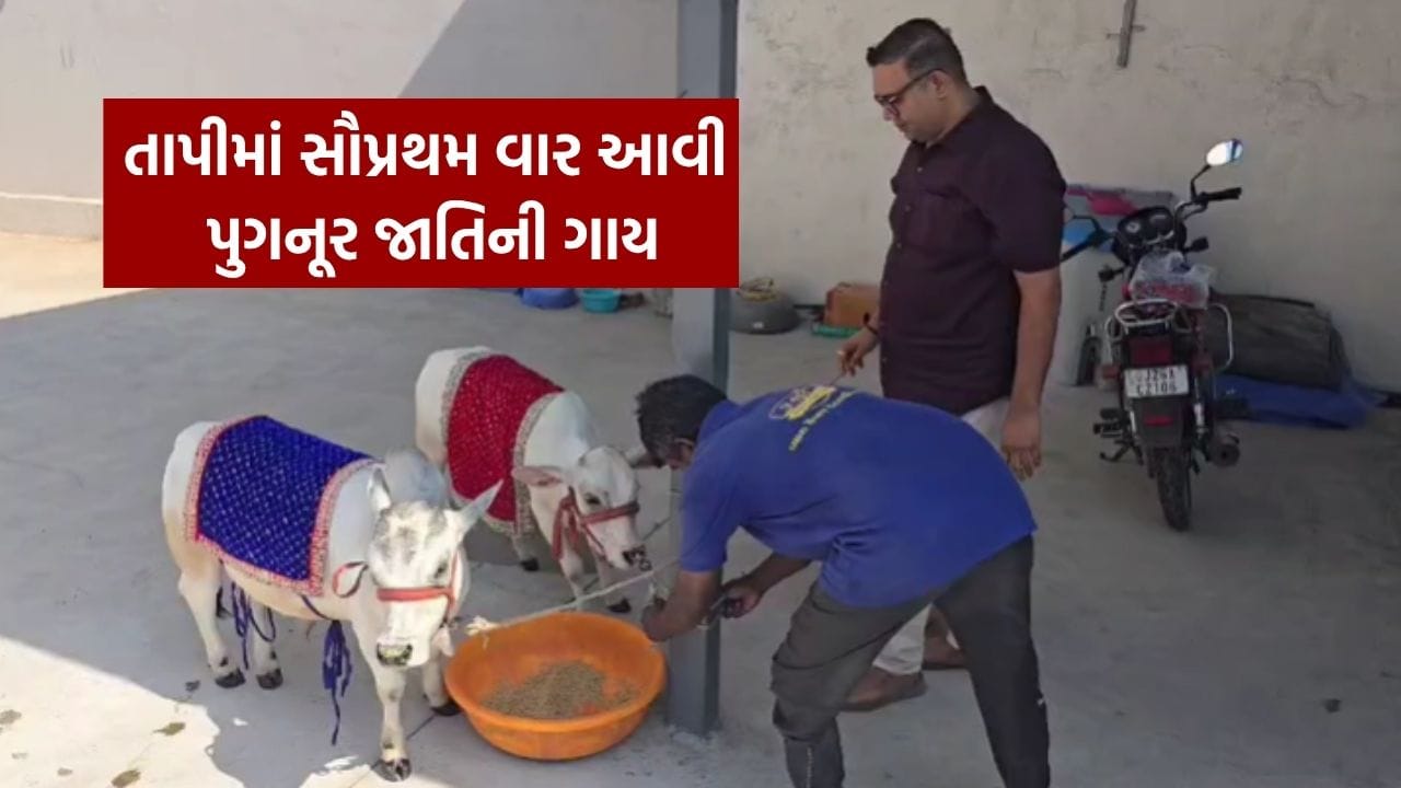 ગુજરાતના તાપી જિલ્લામાં આવી સૌપ્રથમ પુગનૂર જાતિની ગાય, જુઓ Video ગુજરાતના તાપી જિલ્લામાં આવી સૌપ્રથમ પુગનૂર જાતિની ગાય, જુઓ Video