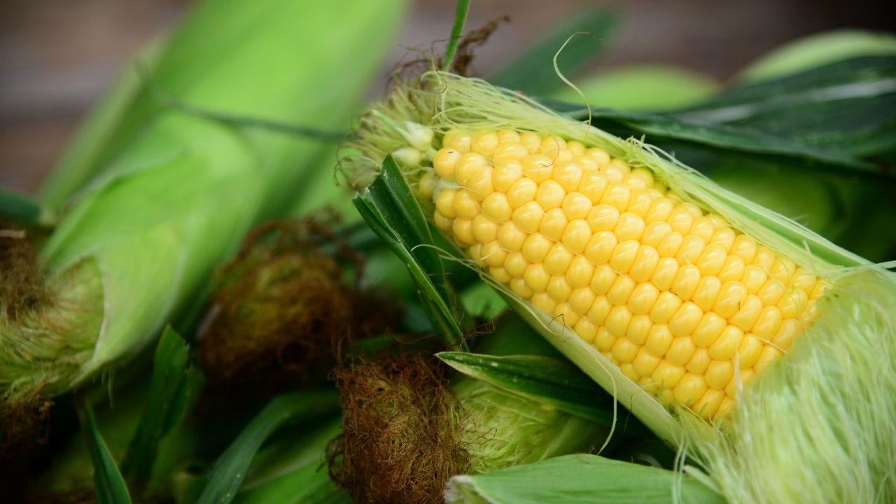 મકાઈના દાણામાંથી મળતો સ્ટાર્ચ (કોર્નસ્ટાર્ચ) સફેદ રંગનો અત્યંત બારીક પાવડર હોય છે, જેનો ઉપયોગ રસોઈમાં અનેક ખાદ્ય વસ્તુઓ બનાવવા માટે કરવામાં આવે છે. તે મુખ્યત્વે કાર્બોહાઈડ્રેટથી બનેલો હોય છે, તેથી તેમાં પ્રોટીન અને ફેટ સિવાયના અન્ય પોષક તત્વો ઓછી માત્રામાં હોય છે. (Image Credit Source: Social Media)