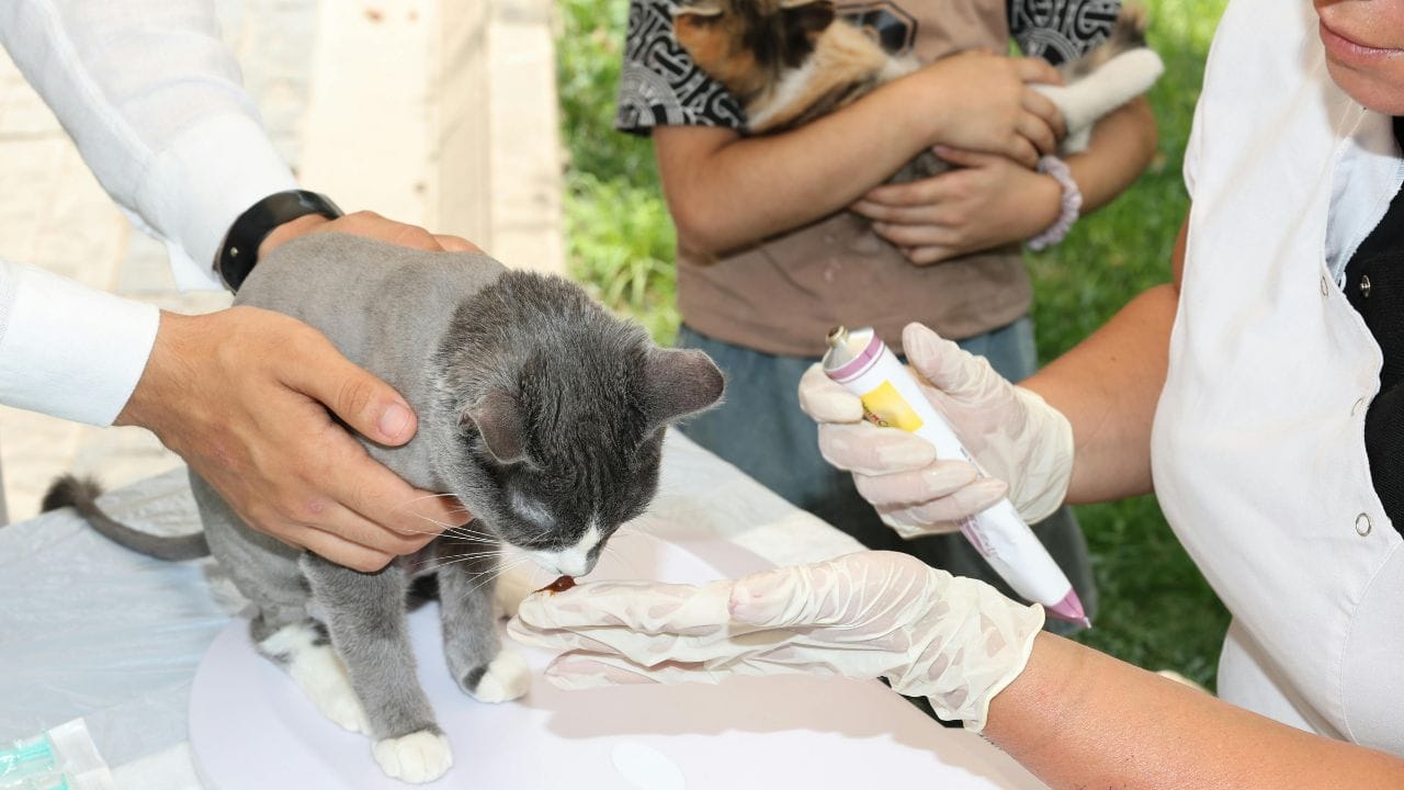 સ્નાતક માટે વિદ્યાર્થીઓ પ્રાણી વિજ્ઞાન, જીવવિજ્ઞાન, બાયોકેમિસ્ટ્રી અથવા સંબંધિત વિષયો પસંદ કરી શકે છે. આ અભ્યાસ દરમિયાન જિનેટિક્સ, માઇક્રોબાયોલોજી, ઓર્ગેનિક કેમિસ્ટ્રી અને ફિઝિક્સ જેવા વિષયોનો સમાવેશ કરવો મહત્વપૂર્ણ છે. સારા GPA (સામાન્ય રીતે 3.5 અથવા વધુ) સાથે અભ્યાસ પૂર્ણ કરવો પ્રવેશ માટે મહત્વનો ભાગ બને છે.