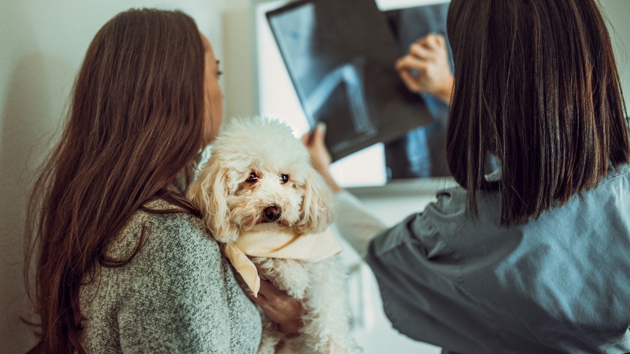 સ્નાતકના અંતિમ વર્ષ દરમિયાન વેટરનરી કોલેજમાં પ્રવેશ માટે તૈયારી શરૂ થાય છે. અમેરિકામાં મોટાભાગની વેટરનરી કોલેજોમાં અરજી કરવા માટે VMCAS (Veterinary Medical College Application Service) પોર્ટલનો ઉપયોગ કરવો પડે છે. કેટલીક કોલેજોમાં GRE સ્કોર જરૂરી હોય છે, જ્યારે અંગ્રેજી ભાષા કુશળતા માટે IELTS અથવા TOEFL સ્કોર પણ માંગવામાં આવે છે. સાથે સાથે ભલામણ પત્રો (Letters of Recommendation) પણ અરજી પ્રક્રિયામાં મહત્વપૂર્ણ ભૂમિકા ભજવે છે.