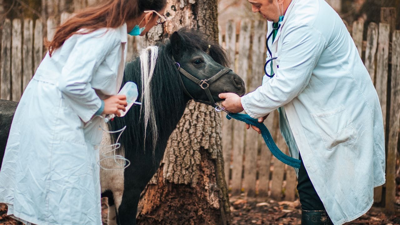 પ્રવેશ મળ્યા પછી વિદ્યાર્થીઓ Doctor of Veterinary Medicine (DVM) ડિગ્રી માટે અભ્યાસ શરૂ કરે છે, જે ચાર વર્ષનો કોર્સ હોય છે. પ્રથમ ત્રણ વર્ષમાં થિયરી અને લેબોરેટરી આધારિત શિક્ષણ આપવામાં આવે છે, જ્યારે છેલ્લું વર્ષ ક્લિનિકલ ટ્રેનિંગ માટે સમર્પિત હોય છે. આ સમયગાળામાં વિદ્યાર્થીઓ પ્રાણીઓના નિદાન, સારવાર અને સંભાળના તમામ પાસાઓમાં પ્રેક્ટિકલ અનુભવ મેળવે છે.