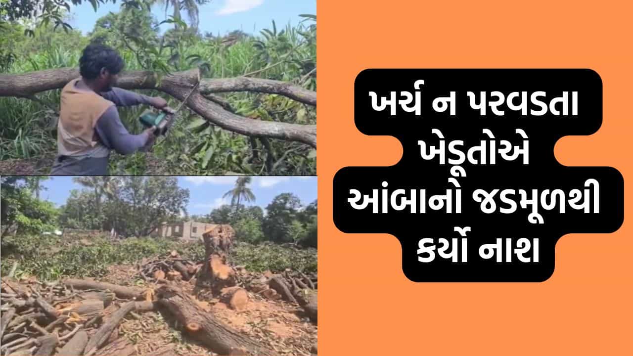 તાલાલા ગીરમાં અનેક ખેડૂતોએ સંતાનોની જેમ ઉછેરેલા આંબા કાપી નાખવા બન્યા મજબુર, નુકસાનીના માર સામે થયા લાચાર- Video