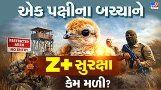 Breaking News : કચ્છમાં 10 વર્ષ બાદ જન્મ્યું આ પક્ષીનું બચ્ચુ, સુરક્ષા માટે વન વિભાગે ખાસ ટુકડીઓ તહેનાત કરી