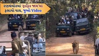 જંગલમાં ‘ટ્રાફિક જામ’, જીપ વચ્ચે ફસાયેલો વાઘ, રણથંભોરનો Video Viral, યુઝર્સ થયા લાલઘુમ, જુઓ Video