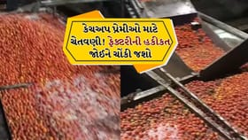 કેચઅપ બનતું જોઈને ઊબકા આવી જશે! ગંદકીમાં તૈયાર થાય છે સોસ