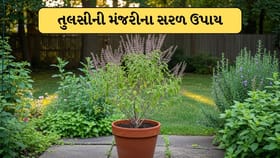 તુલસીની મંજરી સુકાઈ ગયા પછી ફેંકી દેવાની ભૂલ ન કરતા, આ બે ઉપાય તમારા ઘ