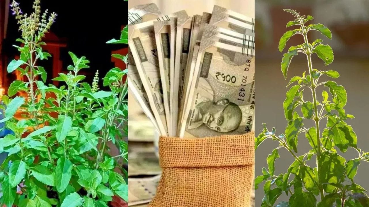 ભૂલથી પણ ન કરશો આ ભૂલ: તુલસીને હિન્દુ ધર્મમાં પૂજનીય માનવામાં આવે છે, તેથી છોડ સુકાઈ ગયા પછી પણ તેની ડાળીઓનું અપમાન ન કરો. તેને ક્યારેય ગંદા હાથે અડશો નહીં. ડાળીઓને ગમે ત્યાં કચરામાં કે નાલીમાં ન ફેંકો. ઉપાય કર્યા પછી બાકી રહેલી ડાળીઓને કુંડાની માટીમાં દબાવી દો અથવા પવિત્ર નદીમાં પ્રવાહિત કરી દો.