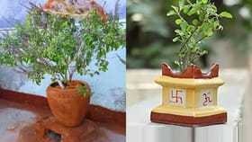 સુકાઈ ગયેલી તુલસીના 3 અચૂક ઉપાય: કંગાળી દૂર થશે અને તિજોરી ભરાશે!