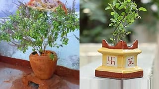 Tulsi Vastu: કાળઝાળ ગરમીમાં સુકાઈ ગયો છે તુલસીનો છોડ? ફેંકવાની ભૂલ ન કરતા, આ ડાળીનો ઉપાયો તમને કરી દેશે માલામાલ!