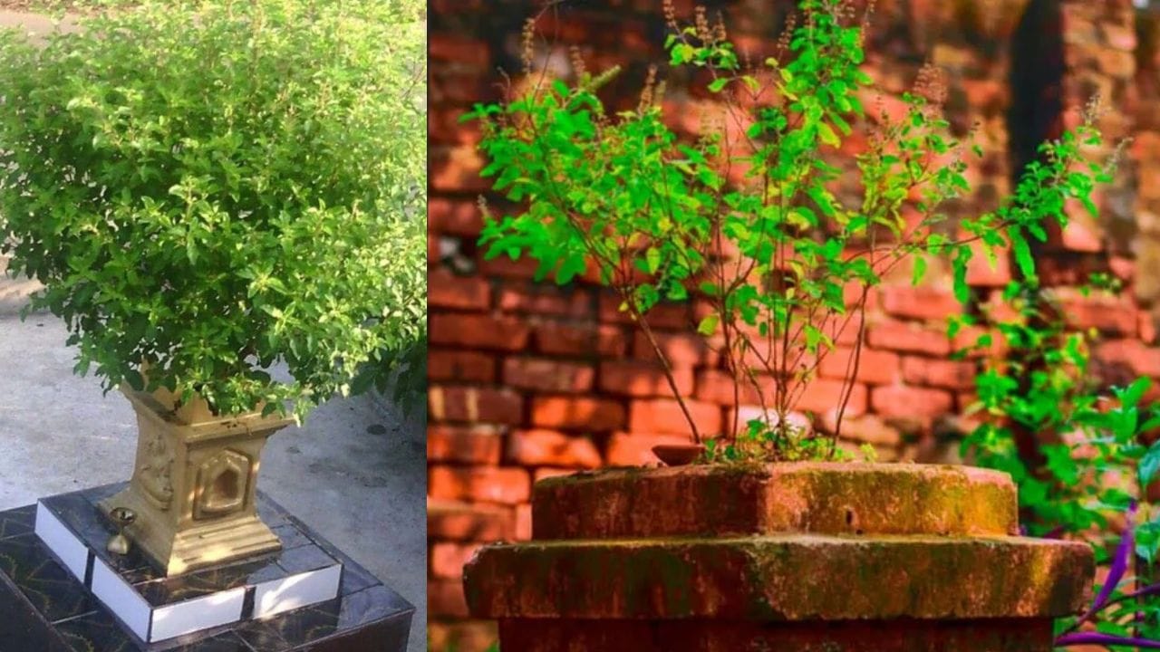 પારો 40 ડિગ્રીને પાર છે, લૂના પવન અને કાળઝાળ તડકાએ માત્ર માણસોની હાલત જ ખરાબ નથી કરી, પણ ઘરના આંગણે લાગેલી તુલસી પણ આ તપિશ સહન કરી શકતી નથી. લાખ પ્રયત્નો છતાં જો આ ભીષણ ગરમીમાં તુલસી સુકાઈ ગઈ હોય, તો નિરાશ થઈને તેને ફેંકવાની ભૂલ બિલકુલ ન કરશો.