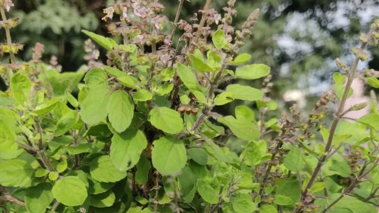 મુખ્ય દ્વાર પર બાંધો ડાળી: વાસ્તુ શાસ્ત્ર અનુસાર, જો ઘરમાં અવારનવાર કલેશ થતો હોય અથવા તમને લાગતું હોય કે ઘરને કોઈની નજર લાગી ગઈ છે, તો સૂકી તુલસીનું એક નાની ડાળી લો. તેને સાફ લાલ કપડામાં લપેટીને કલાવા (નાડાછડી) ની મદદથી ઘરના મુખ્ય દ્વાર પર વચ્ચે લટકાવી દો. માનવામાં આવે છે કે તેનાથી ઘરમાં નકારાત્મક ઉર્જા પ્રવેશતી નથી અને પરિવારમાં સુખ-શાંતિ જળવાઈ રહે છે.