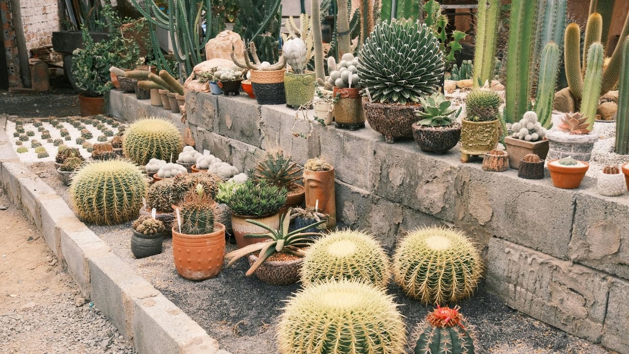તે જ રીતે કાંટાવાળા છોડ, જેમ કે કેક્ટસ, પણ પ્રવેશદ્વાર માટે અનુકૂળ નથી. આવા છોડ ઘરમાં તણાવ અને નકારાત્મકતા વધારતા હોવાની માન્યતા છે. વાસ્તુ મુજબ, ઘરના બહારનો ભાગ શાંતિપૂર્ણ અને આમંત્રણ આપતો હોવો જોઈએ, જે કાંટાવાળા છોડથી શક્ય નથી. (Image Credit Source: Social Media)