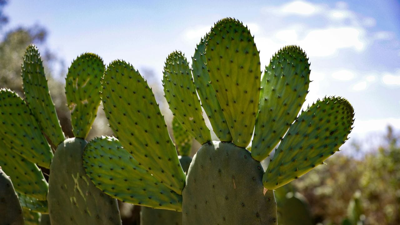 ખાસ કરીને છોડની પસંદગી કરતી વખતે ધ્યાન રાખવું જરૂરી છે, કારણ કે બધા છોડ સકારાત્મક અસર કરતા નથી. (Image Credit Source: Social Media)