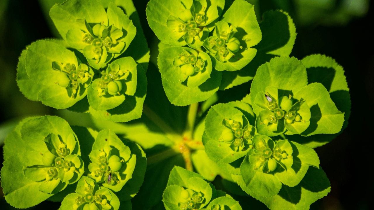 દૂધિયા રસ ધરાવતા છોડ (કેટલીક ઝેરી જાતો) પણ ટાળવા જોઈએ. આવા છોડને અશુભ માનવામાં આવે છે અને તે ઘરના વાતાવરણમાં અશાંતિ પેદા કરી શકે છે. (Image Credit Source: Social Media)