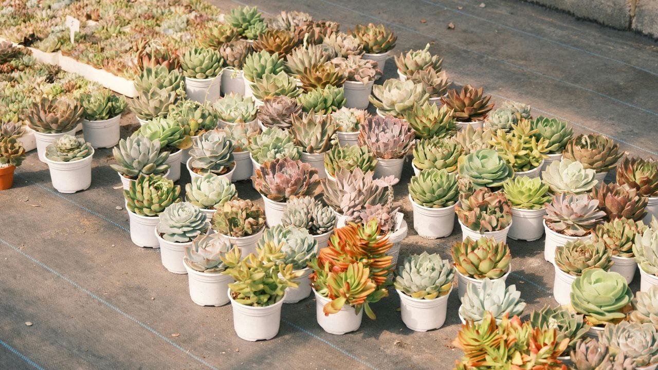 સુકાઈ ગયેલા અથવા ખરાબ હાલતમાં રહેલા છોડ તો ખાસ કરીને દૂર રાખવા જોઈએ. આવા છોડ ઘરમાં નકારાત્મક ઊર્જાનો પ્રસાર કરે છે અને પ્રગતિના માર્ગમાં અવરોધ ઉભો કરી શકે છે. (Image Credit Source: Social Media)