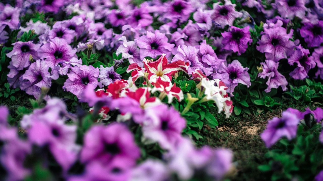 આથી, જો તમે તમારા ઘરમાં સારો માહોલ અને સુખ-શાંતિ ઈચ્છો છો, તો પ્રવેશદ્વાર પાસે રાખવામાં આવતા છોડની પસંદગી વિચારપૂર્વક કરવી ખૂબ જ જરૂરી છે. (Image Credit Source: Social Media)