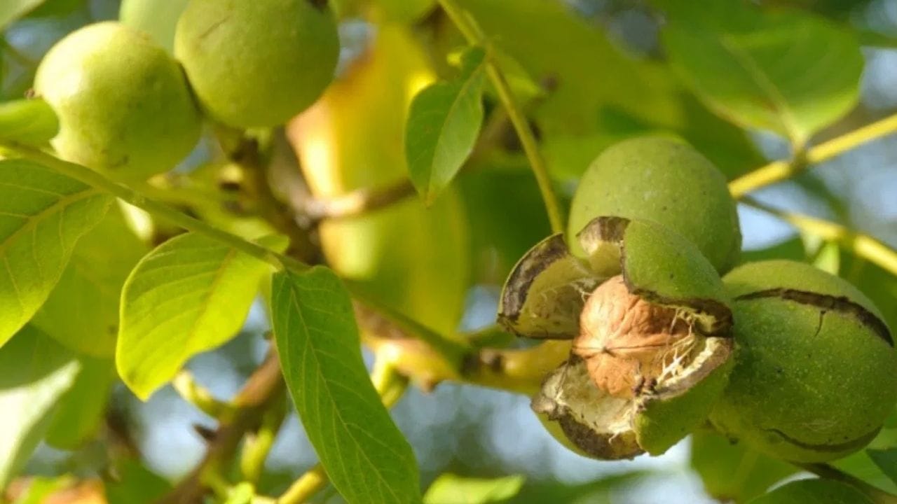 અખરોટ એટલે કે વૉલનટના ઝાડને વૈજ્ઞાનિક રીતે જુગ્લાન્સ રેજીયા (Juglans Regia) તરીકે ઓળખાય છે. તે ખૂબ ઊંચું હોય છે અને તેનો ફેલાવો પણ વધારે હોય છે. તેના ફળને સ્ટોન ફ્રૂટ તરીકે પણ ઓળખવામાં આવે છે. તેમાં છાલવાળા બીજ હોય ​​છે. આ ઝાડ 100 વર્ષથી વધુ સમય સુધી જીવી શકે છે. આ ઝાડ વાવ્યા પછી ઓછામાં ઓછા 5થી  7 વર્ષ પછી ફળ આવે છે.