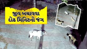 ગાયે 2 સિંહણ સામે લડી બચાવ્યો જીવ, CCTVમાં કેદ થયા રોમાંચક દ્રશ્યો