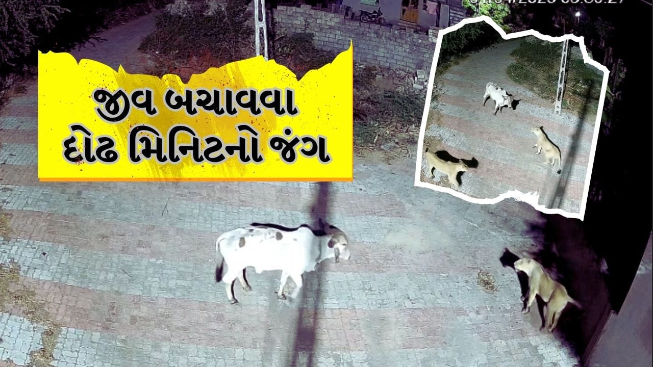 Breaking News : ગાયે 2 સિંહણો સામે ભીડી બાથ! બચાવી લીધો પોતાનો જીવ, જુઓ CCTV Video Breaking News : ગાયે 2 સિંહણો સામે ભીડી બાથ! બચાવી લીધો પોતાનો જીવ, જુઓ CCTV Video