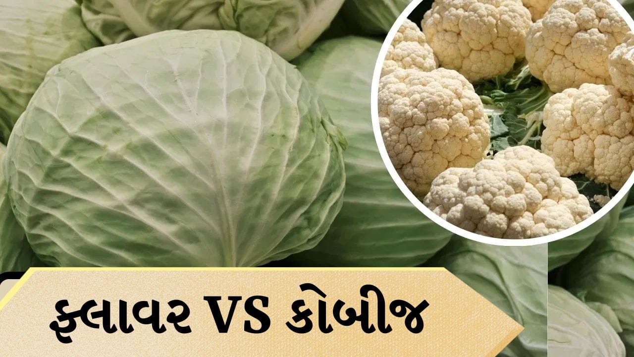 Cabbage vs Cauliflower: ફ્લાવર કે કોબીજ… શેમાં વધુ પોષક તત્વો હોય છે, કયું ખાવામાં વધુ ફાયદાકારક છે?