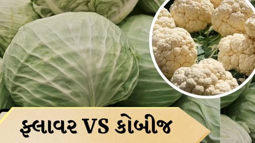 Cabbage vs Cauliflower: ફ્લાવર કે કોબીજ… શેમાં વધુ પોષક તત્વો હોય છે, કયું ખાવામાં વધુ ફાયદાકારક છે?