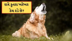 રાત્રે કૂતરા ખરેખર કેમ રડે છે? નથી આત્મા જોયાનો સંકેત, તો જાણો સત્ય