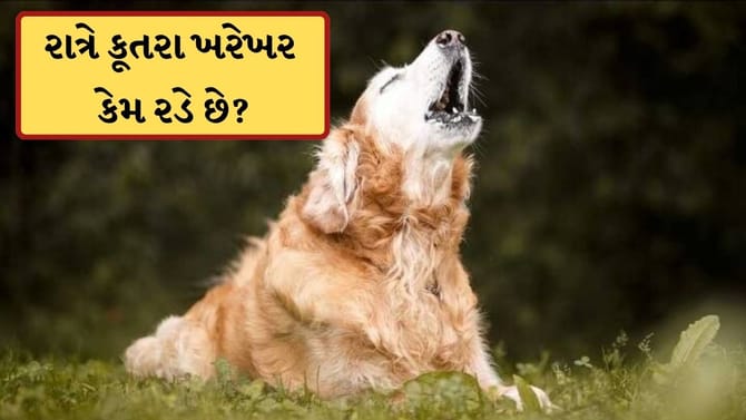 રાત્રે કૂતરા ખરેખર કેમ રડે છે? નથી આત્મા જોયાનો સંકેત, તો જાણો સત્ય