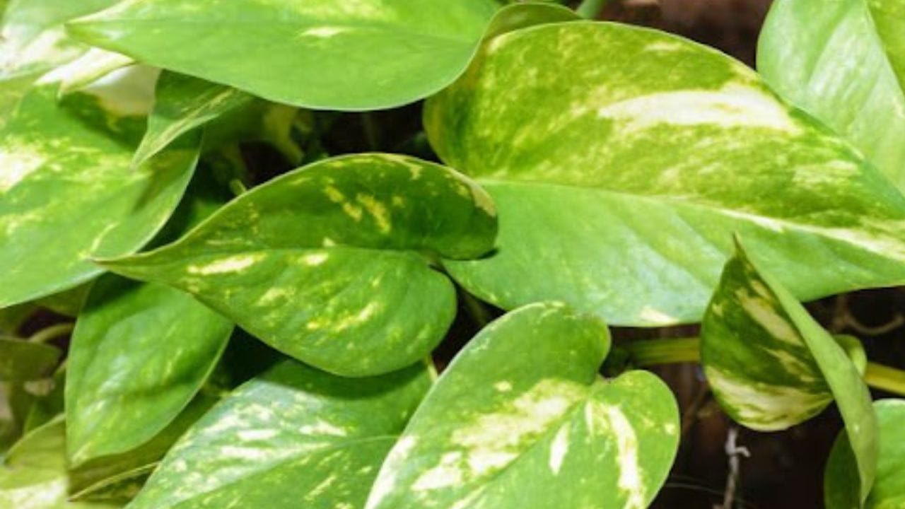 ઈશાન દિશામાં મની પ્લાન્ટ મૂકવો: વાસ્તુ શાસ્ત્રમાં ઈશાન દિશા (ઈશાન ખુણો) ને દેવતાઓની દિશા માનવામાં આવે છે. આ દિશામાં મની પ્લાન્ટ મૂકવો અત્યંત અશુભ માનવામાં આવે છે. તે ઘરમાં નકારાત્મક ઉર્જા વધારી શકે છે અને નાણાકીય અવરોધો પેદા કરી શકે છે. નિષ્ણાતોના મતે, મની પ્લાન્ટ હંમેશા દક્ષિણપૂર્વ દિશામાં મૂકવો જોઈએ. આ દિશા અગ્નિ તત્વ સાથે સંકળાયેલી છે અને સકારાત્મક ઉર્જા અને સમૃદ્ધિને પ્રોત્સાહન આપે છે.
