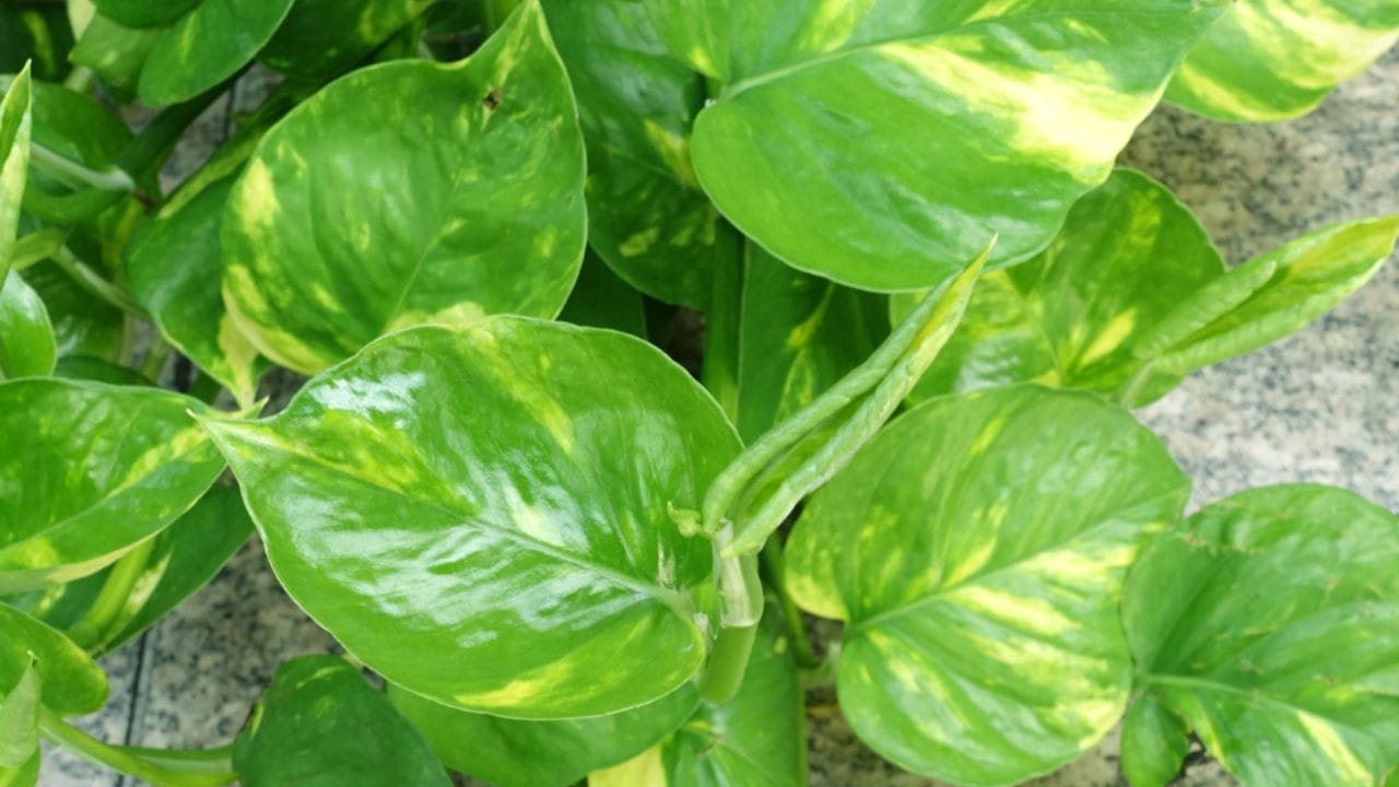 મની પ્લાન્ટના વેલાને જમીન પર ફેલાવવા દેવા: જો મની પ્લાન્ટના વેલા જમીન પર ફેલાવા લાગે છે, તો વાસ્તુ દ્રષ્ટિકોણથી તેને પ્રતિકૂળ સંકેત માનવામાં આવે છે. વેલાનો ઉપરનો વિકાસ પ્રગતિ અને સમૃદ્ધિનું પ્રતીક છે, જ્યારે નીચેનો વિકાસ નાણાકીય નુકસાન અને અવરોધો દર્શાવે છે. તેથી મની પ્લાન્ટને ઉપર તરફ ઉગાડવા માટે હંમેશા આધારનો ઉપયોગ કરો. વેલાને દિવાલ અથવા સ્ટેન્ડ સાથે જોડો અને તેને ઉપર તરફ વધવા દો. 
પ્લાસ્ટિકના વાસણ અથવા ગંદા પાત્રમાં રોપણી: વાસ્તુ અનુસાર પ્લાસ્ટિકના વાસણ અથવા ગંદા પાત્રમાં મની પ્લાન્ટ લગાવવો અશુભ છે. પ્લાસ્ટિક કુદરતી નથી, તેથી તે સકારાત્મક ઉર્જાનો પ્રવાહ ઘટાડે છે. માટીના વાસણ અથવા વાદળી કાચની બોટલમાં મની પ્લાન્ટ લગાવવો બેસ્ટ છે. વાદળી રંગને શુભ માનવામાં આવે છે અને છોડની ઉર્જાને સંતુલિત કરે છે. 
