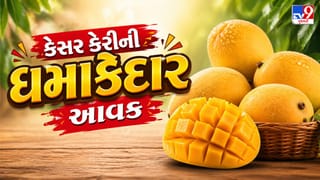 Breaking News : કેસર કેરીની ધમાકેદાર આવક, બજારમાં ભાવ પડ્યા કે વધ્યા ? જાણો સચોટ હકીકત ! જુઓ Video
