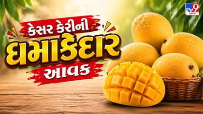 કેસર કેરીની ધમાકેદાર આવક, બજારમાં ભાવ પડ્યા કે વધ્યા? જાણો સચોટ હકીકત!