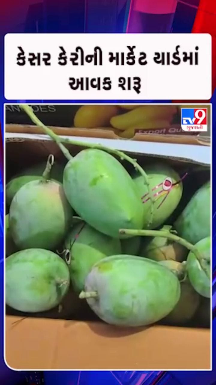 કમોસમી વરસાદ અને માવઠાની કેસર કેરીના પાકમાં અસર