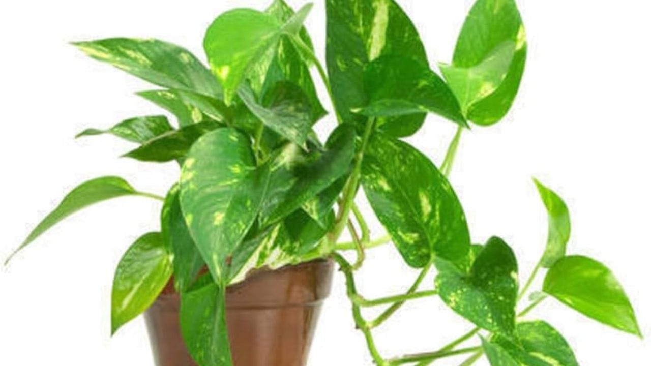 પીળા કે સૂકા પાંદડા કાઢવાનું ટાળવું: જો મની પ્લાન્ટના પાંદડા પીળા થવા લાગે કે સુકાઈ જાય, તો તેને અવગણશો નહીં. આ ઘરમાં નકારાત્મક ઉર્જા અથવા વાસ્તુ દોષનો સંકેત હોઈ શકે છે. પીળા પાંદડા તાત્કાલિક દૂર કરો. આ છોડની ઉર્જા શુદ્ધ કરે છે અને ઘરમાં સકારાત્મકતા જાળવી રાખે છે. છોડની નિયમિત સંભાળ રાખો અને કોઈપણ સૂકા પાંદડા સાફ કરો.
