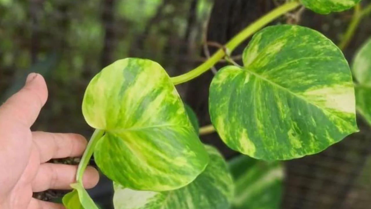 મની પ્લાન્ટના કટીંગ બીજાને આપવા: વાસ્તુ શાસ્ત્ર અનુસાર વ્યક્તિએ બીજાને મની પ્લાન્ટના કટીંગ આપવાનું ટાળવું જોઈએ. આમ કરવાથી ઘરની ખુશી, સમૃદ્ધિ અને સકારાત્મક ઉર્જા પર અસર પડી શકે છે. જો તમારે કટીંગ આપવા જ પડે, તો પહેલા છોડની નાની પૂજા કરો. જોકે, મોટાભાગના વાસ્તુ નિષ્ણાતો મની પ્લાન્ટના કટીંગ ન આપવાની સલાહ આપે છે.
