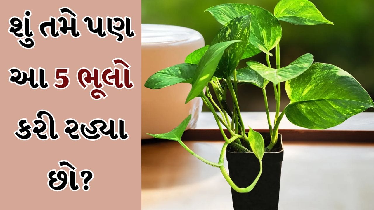 મની પ્લાન્ટ ઘરની સજાવટ માટે સૌથી લોકપ્રિય છોડમાંનો એક છે. તેને ધન અને સમૃદ્ધિનું પ્રતીક માનવામાં આવે છે. જોકે વાસ્તુ શાસ્ત્ર અનુસાર જો આ છોડની યોગ્ય રીતે જાળવણી ન કરવામાં આવે અથવા તેની સંભાળમાં ભૂલો કરવામાં આવે તો તે ફાયદાને બદલે નુકસાન પહોંચાડી શકે છે. ઘણા ઘરોમાં મની પ્લાન્ટ લગાવવા છતાં, નાણાકીય મુશ્કેલીઓ, તણાવ અથવા સ્વાસ્થ્ય સમસ્યાઓ ચાલુ રહે છે. આ ઘણીવાર વાસ્તુ ખામીઓને કારણે થાય છે. 
