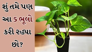 Vastu Tips: ફાયદો જ નહીં નુકસાન પણ પહોંચાડી શકે છે મની પ્લાન્ટ, ક્યાંક તમે તો આ ભૂલો નથી કરી રહ્યા ને!