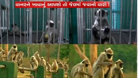 કપિરાજને ખાવાનું આપવું ગુનો છે, 3 વર્ષની જેલ-25000 દંડ થઈ શકે