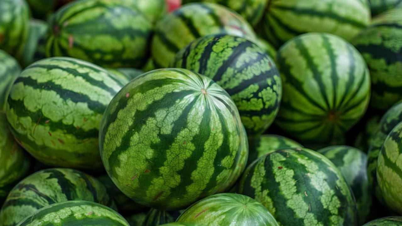 શક્કરટેટીમાં આશરે 80થી 85% પાણી હોઈ શકે છે જ્યારે તરબૂચમાં આશરે 80થી 95% પાણી હોઈ શકે છે.