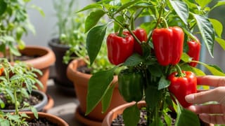 Plant in pot: રસોડાનો ખર્ચ ઘટશે અને સ્વાસ્થ્ય વધશે! બજારમાં મોંઘા ભાવે મળતા લાલ શિમલા મરચાં હવે તમારા ઘરે જ ઉગશે