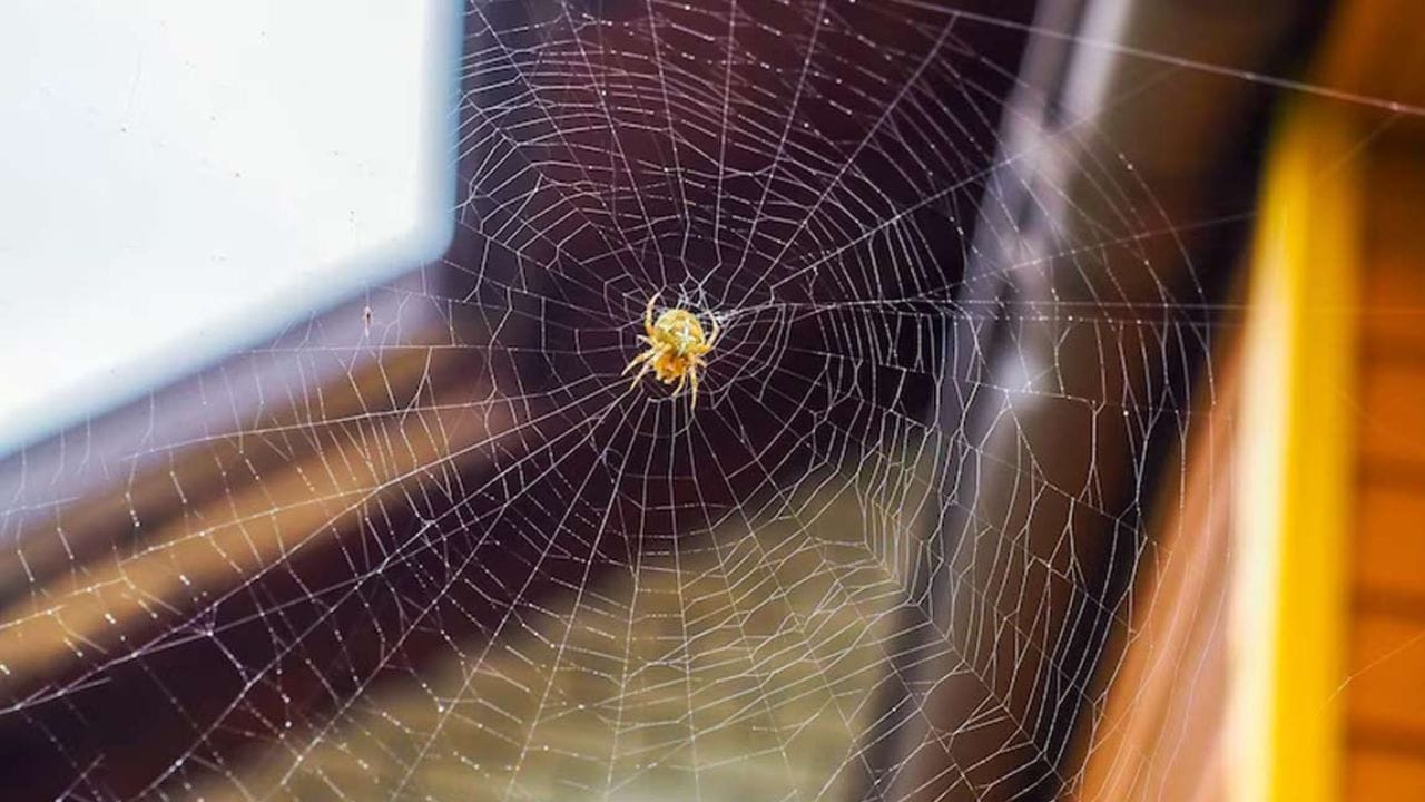  ઘરના મંદિરમાં કરોળિયાના જાળા : ઘરના મંદિરને સ્વચ્છ અને વ્યવસ્થિત રાખવું ખૂબ જ મહત્વપૂર્ણ છે. ઘણીવાર, સફાઈ ફરજોમાં બેદરકારીને કારણે, મંદિર વિસ્તારમાં પણ કરોળિયાના જાળા એકઠા થઈ શકે છે. વાસ્તુ શાસ્ત્ર અનુસાર, મંદિરમાં કરોળિયાના જાળાની હાજરીને દુર્ભાગ્યનું શુકન માનવામાં આવે છે. તેથી, તમારી દૈનિક પ્રાર્થના કરતા પહેલા દરરોજ મંદિરને સારી રીતે સાફ કરવું ખૂબ જ જરૂરી છે. (ફોટો ક્રેડિટ-Google)