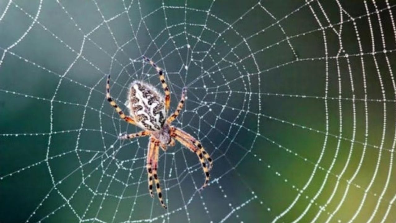 કયા ઉપાયો અપનાવવા જોઈએ? : વાસ્તુ શાસ્ત્ર અનુસાર, જો તમારા ઘરમાં કરોળિયાના જાળા દેખાય છે, તો તમારે તેને દરરોજ સાફ કરવું જોઈએ અને તરત જ કચરાપેટીમાં ફેંકી દેવું જોઈએ. દરરોજ અથવા અઠવાડિયામાં ઓછામાં ઓછા બે થી ત્રણ વખત રસોડાના ફ્લોરને સાફ કરો અને સાફ કરો. ખાતરી કરો કે તમે છત, ખૂણા અને ફર્નિચર પાછળના વિસ્તારોને પણ સાફ કરો છો. વિલંબ કર્યા વિના કોઈપણ જૂના જાળા દૂર કરો. કરોળિયાના જાળાને દૂર રાખવામાં મદદ કરવા માટે, તમે દરરોજ ઘરમાં ધૂપ અને તેલનો દીવો પ્રગટાવવાનું પણ પસંદ કરી શકો છો; આ સરળ ધાર્મિક વિધિ કરવાથી નકારાત્મક ઉર્જા તેમજ જંતુઓ અને જીવાતોથી બચી શકાય છે. (ફોટો ક્રેડિટ-Google)