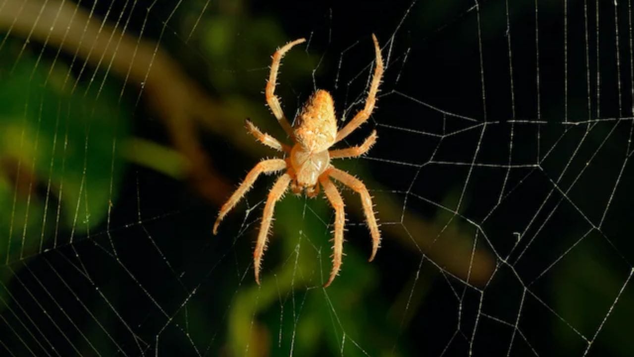 રસોડામાં કરોળિયાના જાળા : રસોડું એ ઘરનો સૌથી મહત્વપૂર્ણ ભાગ છે - પવિત્ર સ્થાન જ્યાં દેવી અન્નપૂર્ણા રહે છે અને જ્યાં ખોરાક તૈયાર કરવામાં આવે છે. જો આ વિસ્તારમાં કરોળિયાના જાળા હોય, તો તે સ્વાસ્થ્ય પર નકારાત્મક અસર કરી શકે છે. વૈજ્ઞાનિક રીતે કહીએ તો, આ પણ અનિચ્છનીય છે, કારણ કે જાળા અને સંચિત ગંદકી બેક્ટેરિયાને આશ્રય આપી શકે છે, જે ઘરના સભ્યોમાં બીમારીનું કારણ બની શકે છે. તેથી, રસોડાની નિયમિત સફાઈ એકદમ જરૂરી છે. (ફોટો ક્રેડિટ-Google)