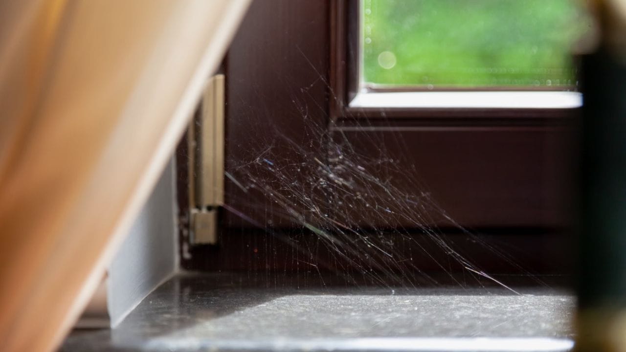 બેડરૂમમાં કરોળિયાના જાળા : વાસ્તુ શાસ્ત્ર અનુસાર, જો તમારા બેડરૂમમાં કરોળિયાના જાળા હોય, તો તેને તાત્કાલિક સાફ કરવું જોઈએ. બેડરૂમમાં કરોળિયાના જાળાની હાજરી વ્યક્તિના વૈવાહિક જીવનમાં તણાવ વધારી શકે છે.  સંબંધોમાં કડવાશ આવી શકે છે. તેનાથી નાની નાની બાબતો પર વિવાદ થવાની શક્યતા પણ વધી જાય છે. (ફોટો ક્રેડિટ-Google)