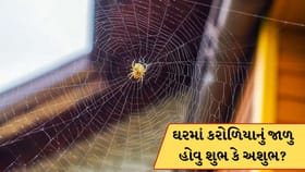 શું તમારા ઘરમાં કરોળિયાએ બનાવ્યા છે જાળા? તાત્કાલિક કરી દેજો દૂર