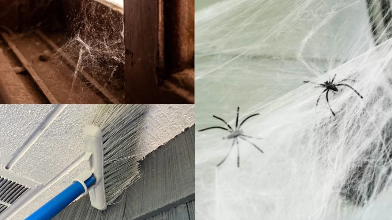 ઉનાળાની ઋતુ સત્તાવાર રીતે શરૂ થઈ ગઈ છે. વર્ષના આ સમય દરમિયાન, કરોળિયાના જાળા ઘરોના ખૂણામાં અથવા છુપાયેલા સ્થળોએ ઝડપથી દેખાય છે. ગરમ અને શુષ્ક હવામાનમાં કરોળિયા વધુ દેખાય છે, જેના કારણે ખૂણામાં, દિવાલો પર અને ઘરની છત પર જાળા બનવાની ઘટના સામાન્ય બની જાય છે. લોકો ઘણીવાર આ જાળાઓને અવગણે છે, તેમને ફક્ત સામાન્ય ગંદકી તરીકે ફગાવી દે છે. જો કે, વાસ્તુ શાસ્ત્ર અનુસાર, આ કરોળિયાના જાળા ઘરમાં નકારાત્મકતા લાવે છે આ સાથે ઘણા નુકસાન થાય છે. (ફોટો ક્રેડિટ-Google)