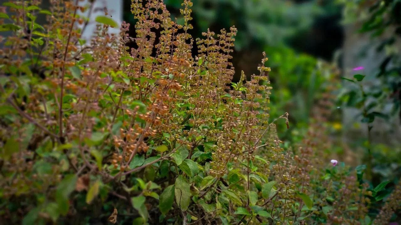 આ સિવાય હળવા લિક્વિડ સાબુના 3-4 ટીપાં 1 લીટર પાણીમાં ભેળવીને પણ સ્પ્રે કરી શકો છો. આ દ્રાવણ પાંદડા પર રહેલા જીવડાંને હટાવવામાં મદદરૂપ સાબિત થાય છે. બસ ધ્યાન રાખો કે, વધારે સાબુ ન નાખવો, નહીં તો પાંદડા બળી શકે છે. ખાલી અઠવાડિયામાં 1 વાર જ આનો ઉપયોગ કરો.