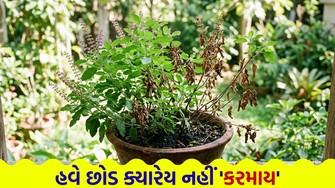 શું તમારી ‘તુલસી’ પણ સુકાઈ રહી છે ? આ રીતે તેને ફરીથી કરો ‘લીલીછમ’