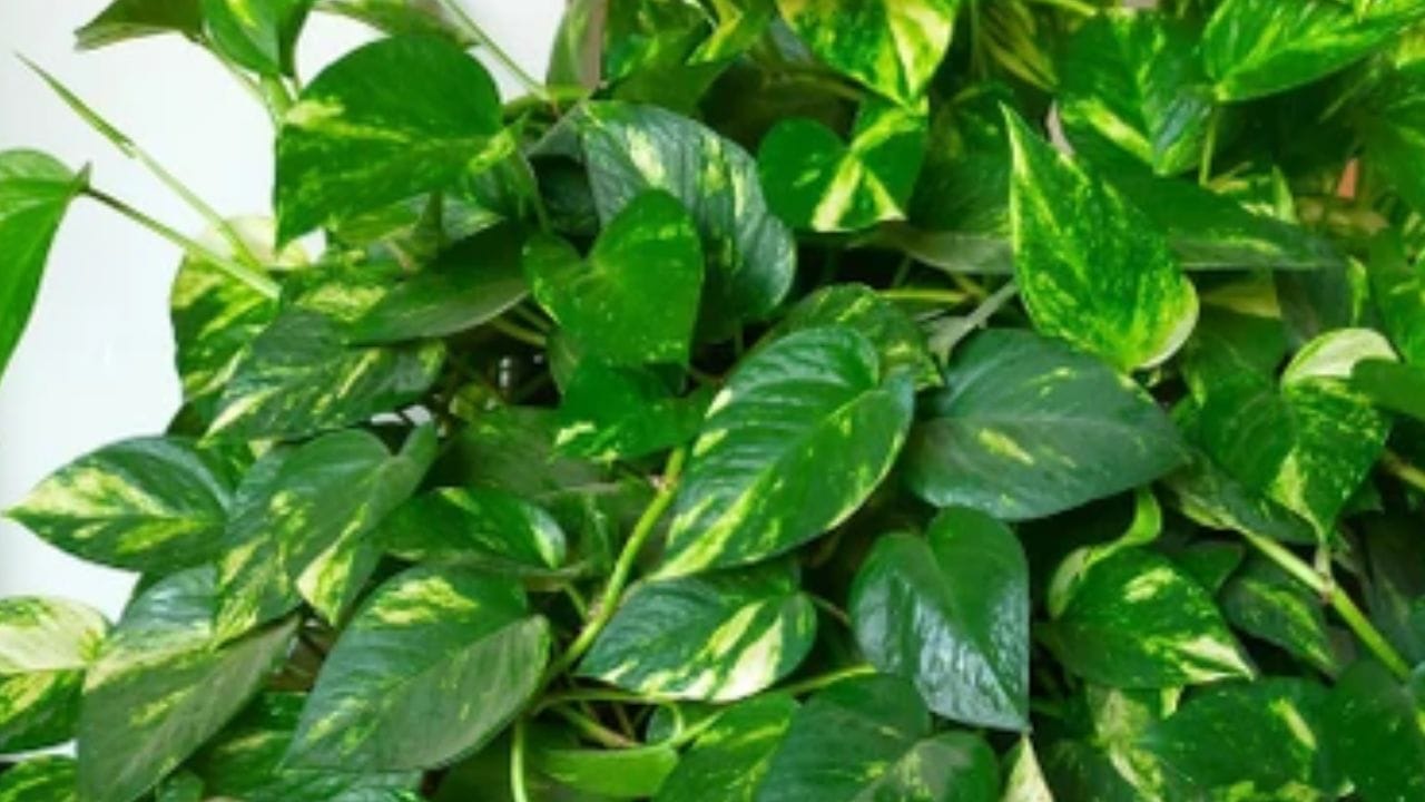 મની પ્લાન્ટ ઘરમાં સકારાત્મક ઉર્જા લાવી શકે છે, પરંતુ યોગ્ય નિયમોનું પાલન કરવું મહત્વપૂર્ણ છે. આ 5 ભૂલો ટાળીને, તમે મની પ્લાન્ટને યોગ્ય રીતે જાળવી શકો છો અને ઘરમાં સમૃદ્ધિ, શાંતિ અને સકારાત્મક વાતાવરણ બનાવી શકો છો. નાના વાસ્તુ નિયમોનું પાલન કરવાથી તમારા જીવનમાં નોંધપાત્ર સકારાત્મક પરિવર્તન આવી શકે છે.
