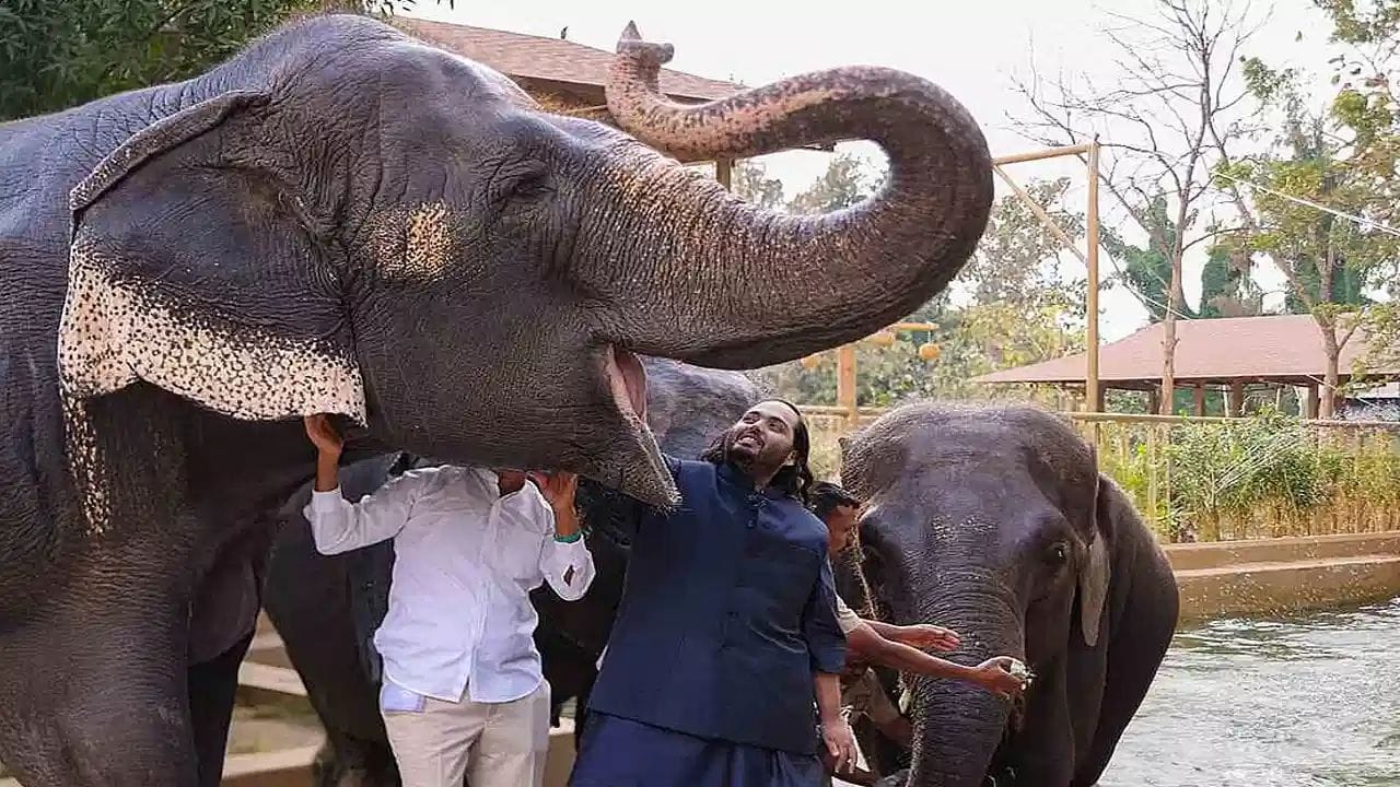 ખાણીપીણીના શોખીનો (ફૂડીઝ) વચ્ચે આજકાલ એક નવી ચર્ચા છેડાઈ છે. ચર્ચાનો વિષય કોઈ નવી ફાઈવ-સ્ટાર રેસ્ટોરન્ટ નથી પરંતુ એક 'આઈસ્ક્રીમ' છે. વન્યજીવોને બચાવવાનો દાવો કરનારા અનંત અંબાણીના ડ્રીમ પ્રોજેક્ટ ‘વંતારા’એ હવે અચાનક ફૂડ બિઝનેસમાં એન્ટ્રી કરીને બધાને ચોંકાવી દીધા છે.