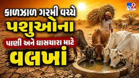 કાળઝાળ ગરમી વચ્ચે પશુઓના પાણી અને ઘાસચારા માટે વલખાં